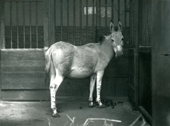 Ein Somali-Wildesel im Londoner Zoo, 1915. Der Somali-Wildesel ist eine gefährdete Unterart des Afrikanischen Wildesels.